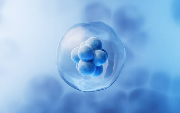 關于干細胞方面經(jīng)常問的問題有哪些? 關于干細胞方面經(jīng)常問的問題有哪些?