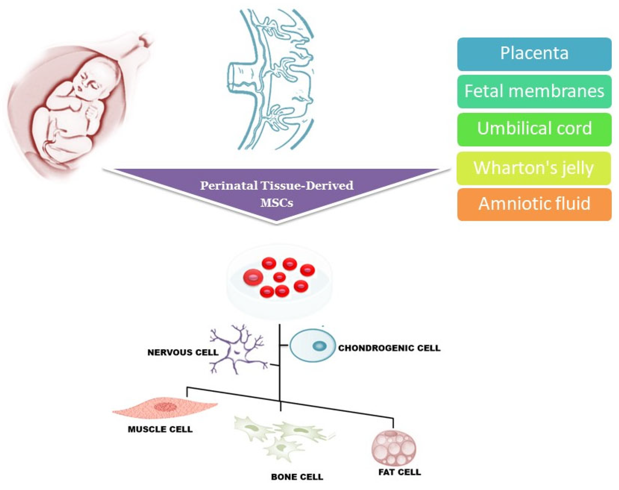 圖1:圍產期組織來源的干細胞可以從胎盤、胎膜、臍帶、沃頓膠和羊水中分離出來,可以分化成多種細胞譜系,包括肌肉細胞、神經細胞、軟骨細胞、骨細胞和脂肪細胞。 圖1:圍產期組織來源的干細胞可以從胎盤、胎膜、臍帶、沃頓膠和羊水中分離出來,可以分化成多種細胞譜系,包括肌肉細胞、神經細胞、軟骨細胞、骨細胞和脂肪細胞。