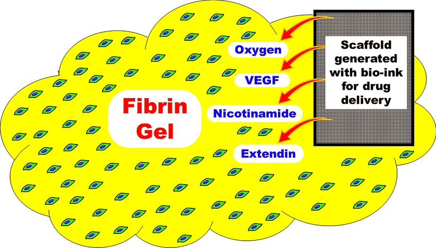 圖1：建議的MSC衍生IPC皮下移植模型。