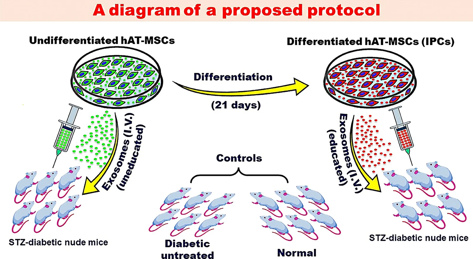 圖2：探索MSC衍生的外泌體潛在益處的建議方案。