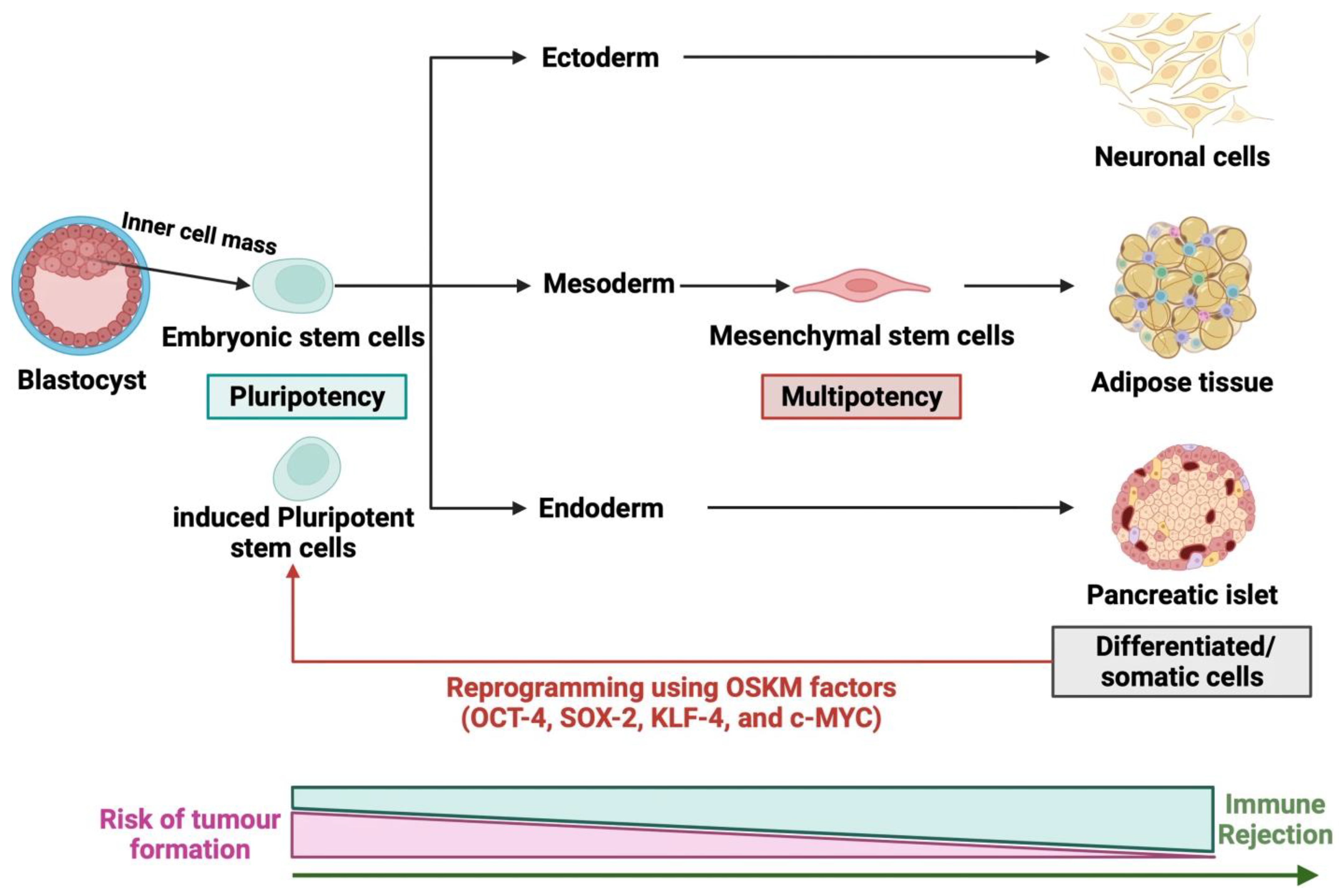 圖2:干細(xì)胞的各種來源 圖2:干細(xì)胞的各種來源