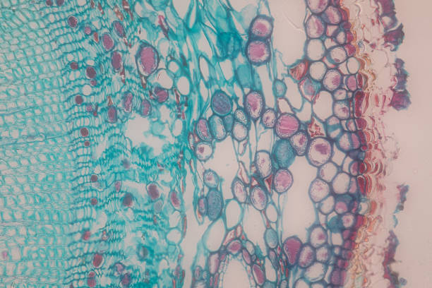 間充質干細胞療法的優點和缺點 間充質干細胞療法的優點和缺點