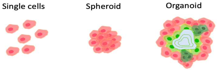 圖1：組織移植的方式。