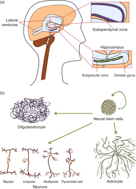 圖1:神經干細胞的來源和分化能力。 圖1:神經干細胞的來源和分化能力。
