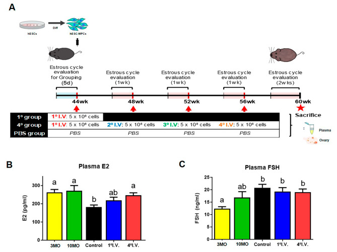 圖1：人類胚胎干細胞間充質祖細胞（hESC-MPCs）的數量對圍絕經期小鼠血漿激素水平的影響。