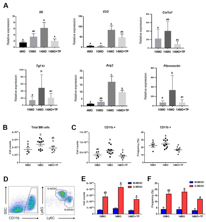 圖5：hESC-MPC對衰老卵巢中骨髓來源的MDSC數量以及炎癥和纖維化相關基因的影響。