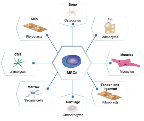 間充質干細胞的分化潛力 間充質干細胞的分化潛力