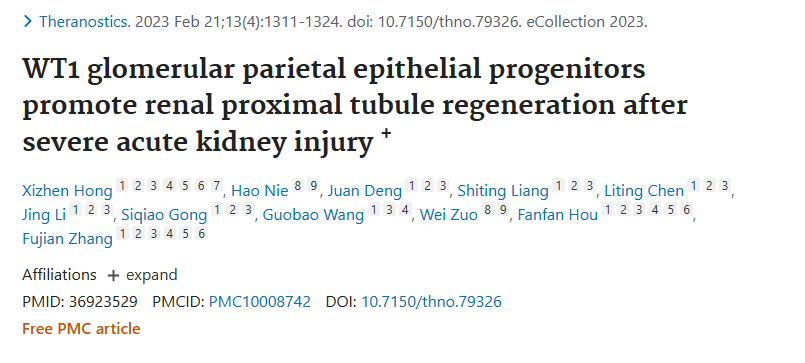 WT1 腎小球頂端上皮祖細胞促進嚴重急性腎損傷后腎近端小管再生+ WT1 腎小球頂端上皮祖細胞促進嚴重急性腎損傷后腎近端小管再生+