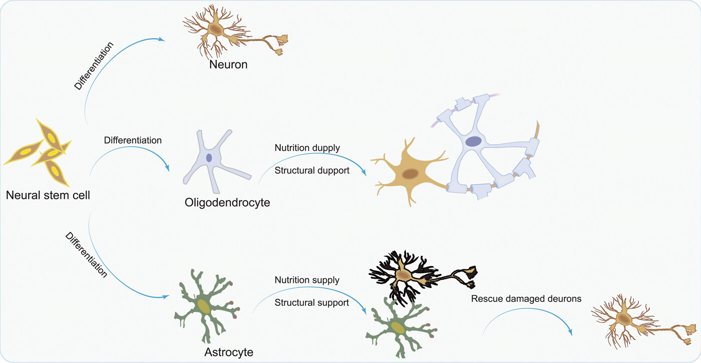 圖1：NSC分化為神經元，以補充大腦中因疾病而損失的神經元；少突膠質細胞