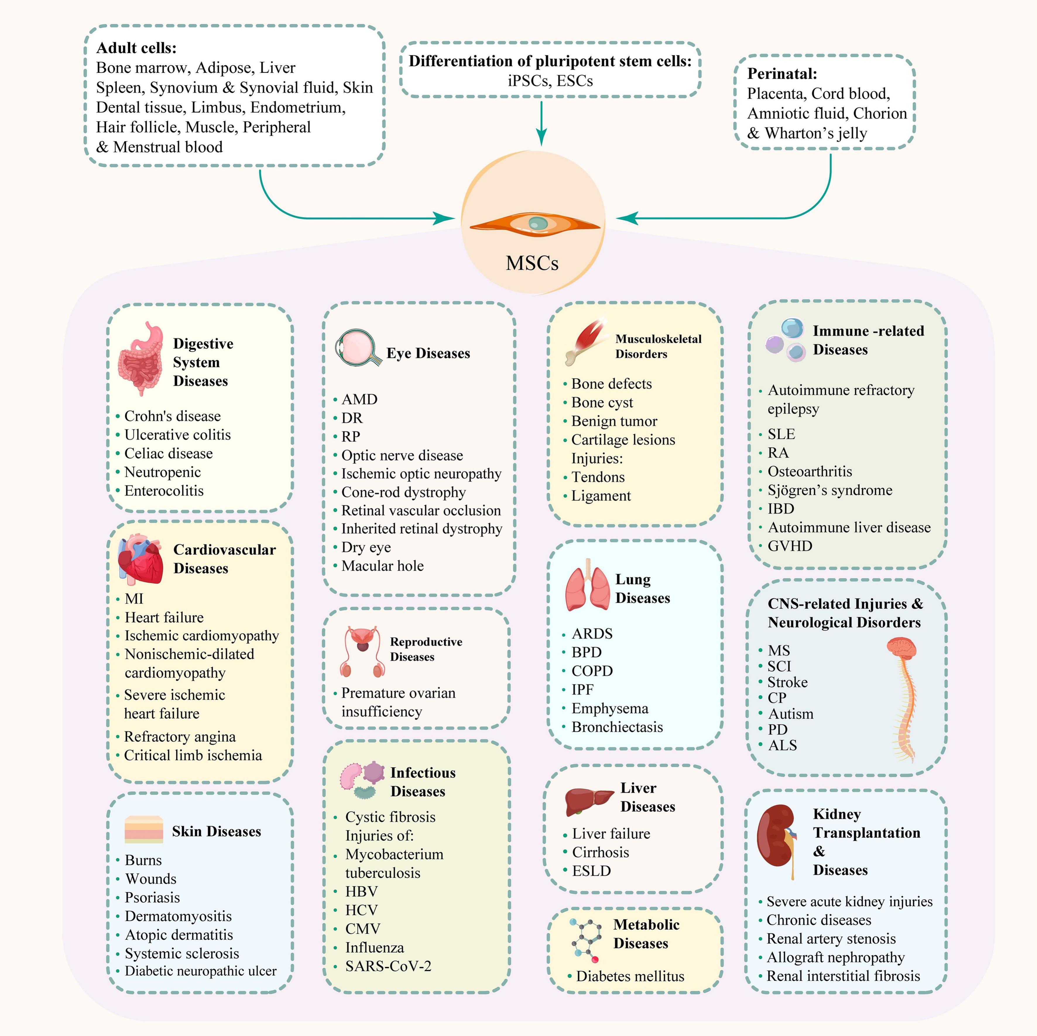 圖2:間充質(zhì)干細(xì)胞、其來源和治療潛力。 圖2:間充質(zhì)干細(xì)胞、其來源和治療潛力。