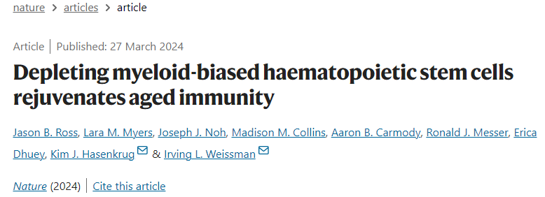消除髓系造血干細(xì)胞可恢復(fù)衰老的免疫力 消除髓系造血干細(xì)胞可恢復(fù)衰老的免疫力