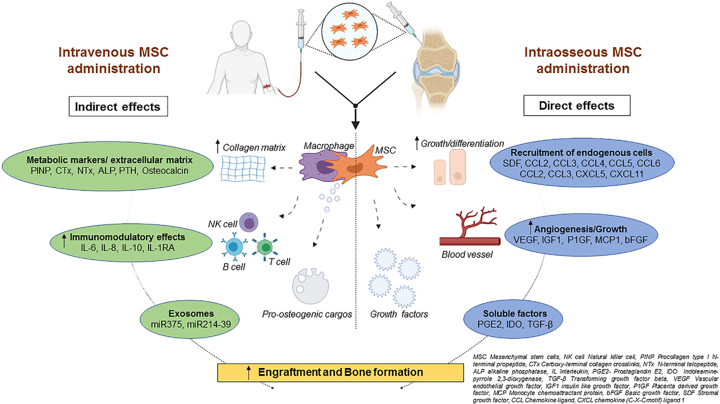 圖2：該圖顯示了根據(jù)文獻16-18和TERCELOI6試驗數(shù)據(jù)推測的間充質(zhì)干細胞體內(nèi)分子機制及其給藥后對各種細胞功能的作用。