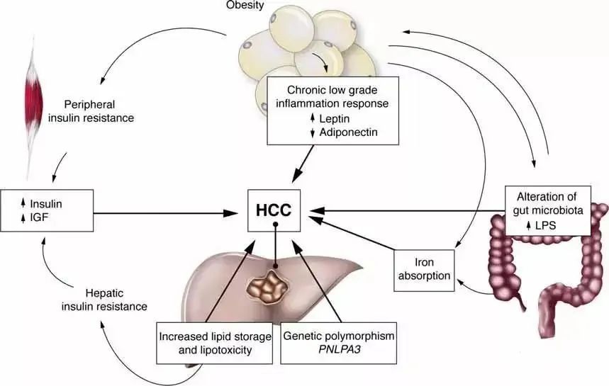 乙肝病毒DNA的特殊構造 乙肝病毒DNA的特殊構造