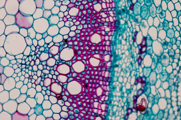 多能干細(xì)胞療法的臨床轉(zhuǎn)化:成功與挑戰(zhàn) 多能干細(xì)胞療法的臨床轉(zhuǎn)化:成功與挑戰(zhàn)