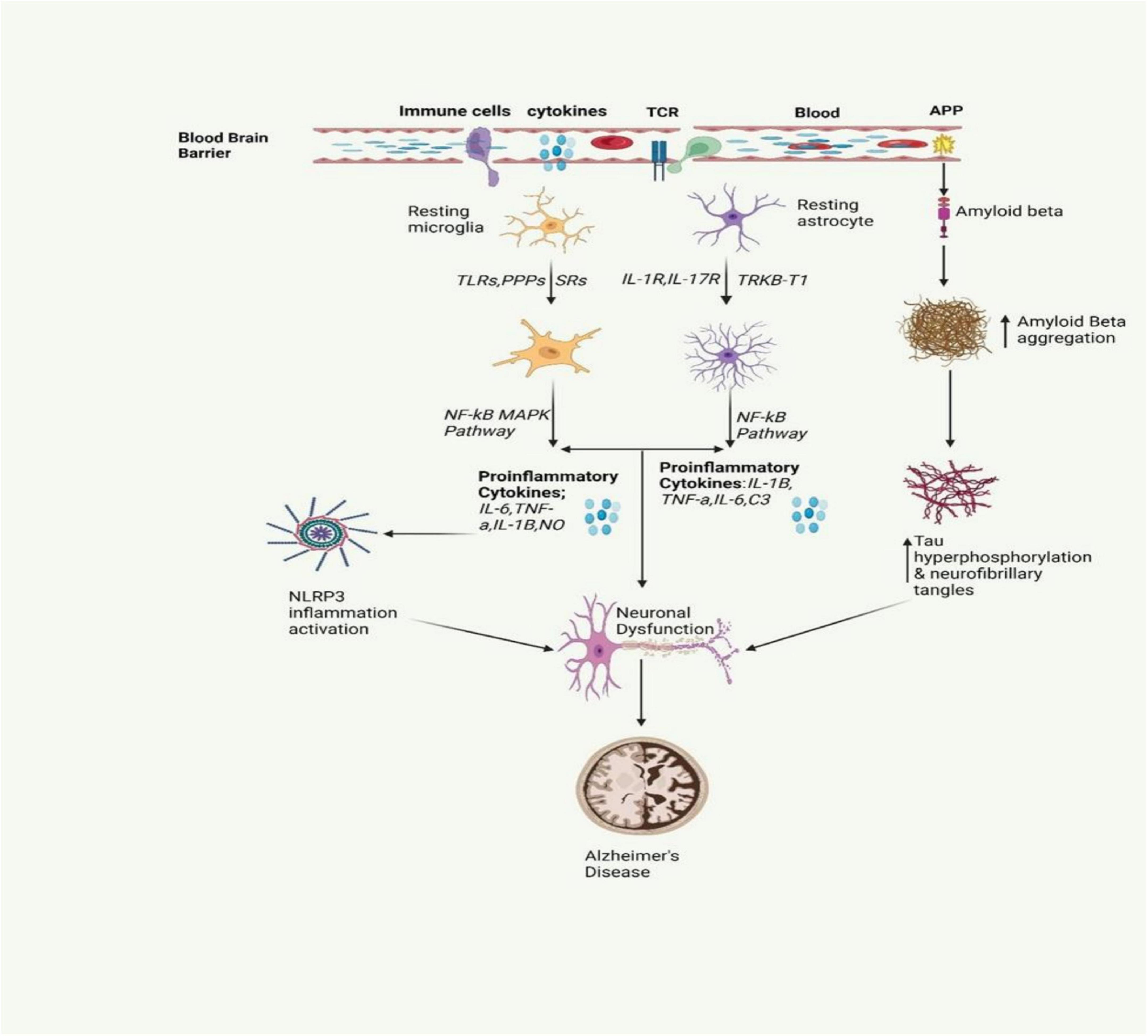 圖2：圖中描繪了AD中涉及的炎癥信號傳導通路。