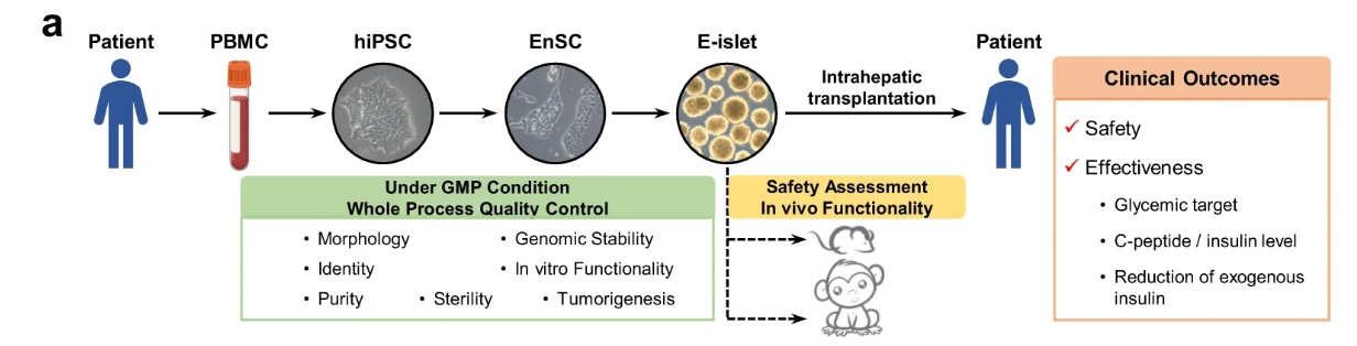 a?E-胰島的生成和質量控制以及E-胰島移植的安全性/有效性評估的主要程序簡要說明。