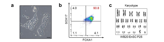 Enscs的形態、FACS的結果、WB20EnSC系的染色體分型結果