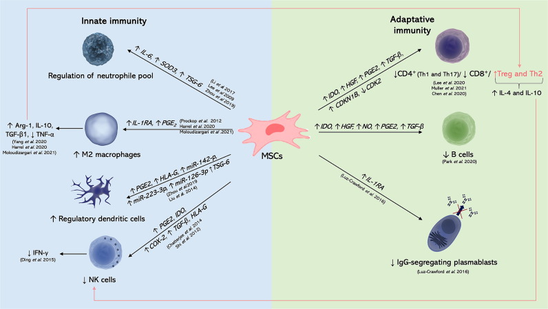 圖1:MSC分泌組的先天免疫反應 圖1:MSC分泌組的先天免疫反應