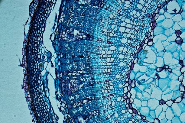 再生醫學的間充質干細胞分泌組:先研究進展如何 再生醫學的間充質干細胞分泌組:先研究進展如何