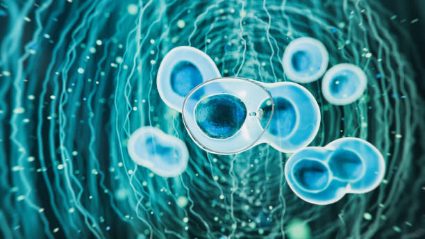 干細胞移植的新方法可能會克服免疫排斥 干細胞移植的新方法可能會克服免疫排斥