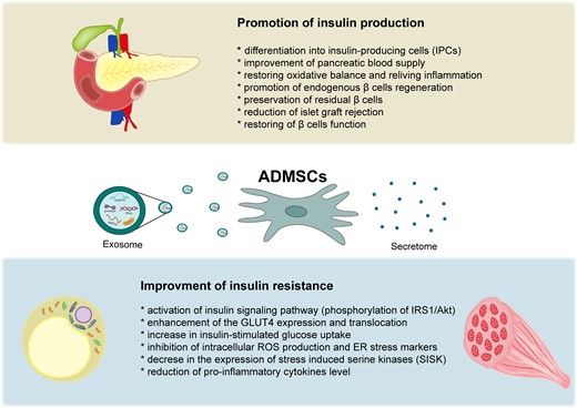 ADMSC具有多向分化和再生潛力,可促進胰島素產生和胰島β細胞血管化,并減少β細胞凋亡和炎癥。此外,ADMSC可改善胰島素敏感性并降低外周組織(例如脂肪組織和骨骼肌)的胰島素抵抗。 脂肪間充質干細胞在血糖控制中的作用機制