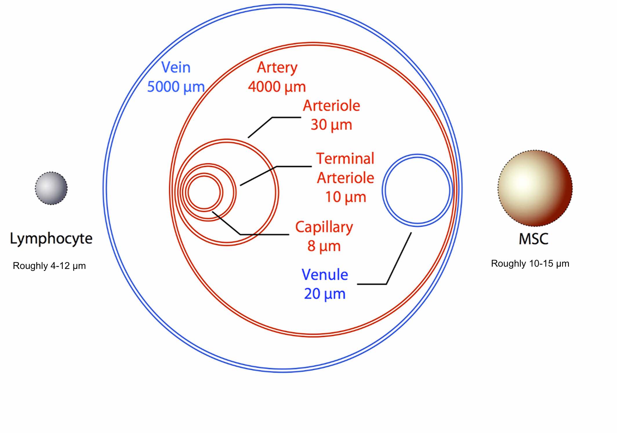 物理尺寸對全身任何細胞的遷移能力都起著至關重要的作用。