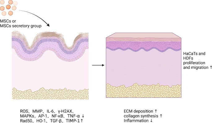 圖7：間充質干細胞促進皮膚年輕化的機制