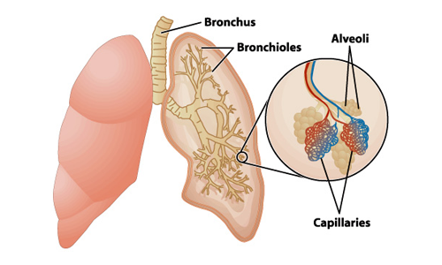 慢性阻塞性肺病如何影響肺部？