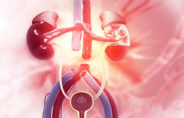 急性腎小管壞死-病因、癥狀、診斷和治療