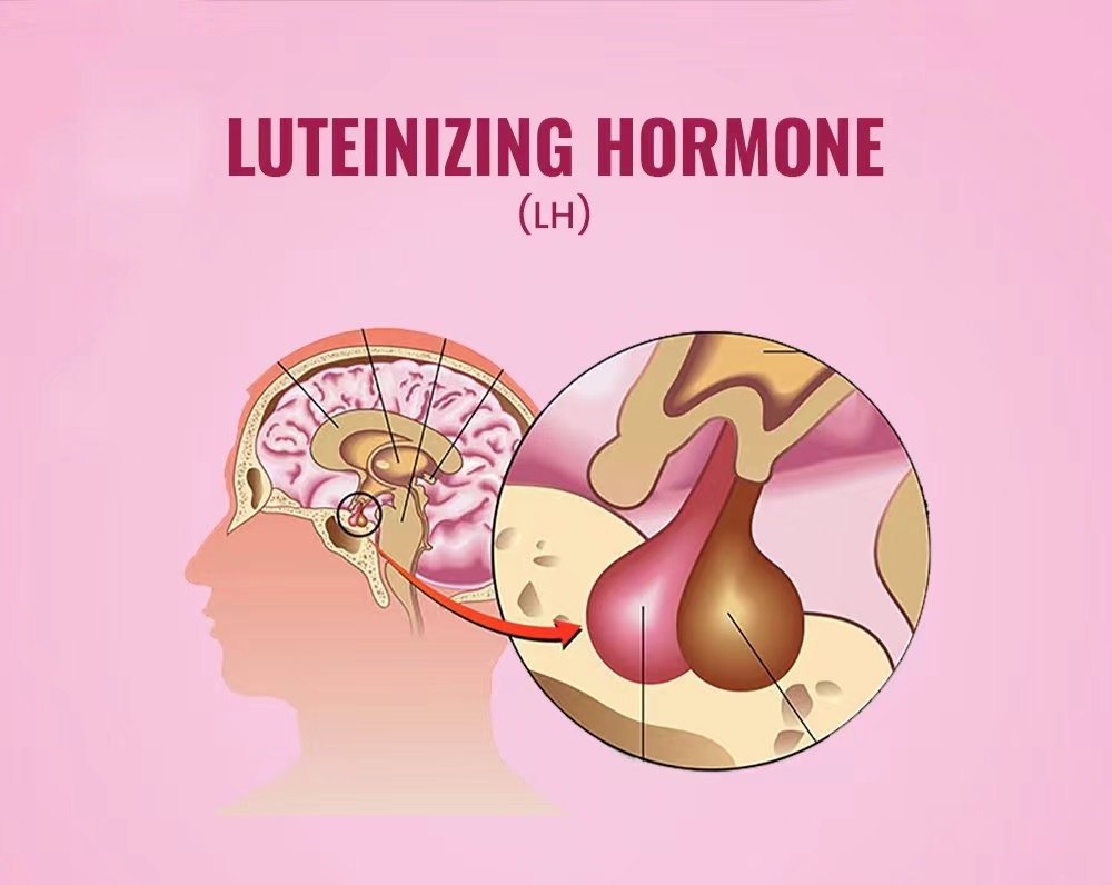 黃體生成素水平測(cè)試(LH) 黃體生成素水平測(cè)試(LH)