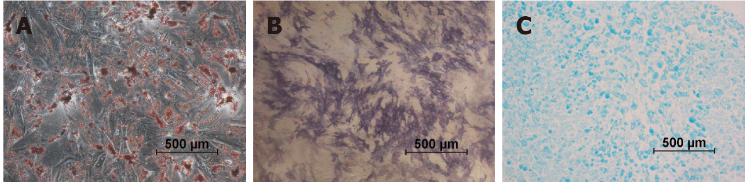 圖1：第2代尿源干細胞的分化特征。