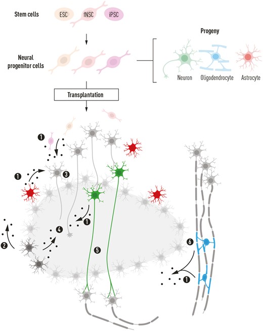 圖2:神經祖細胞 (NPC) 的潛在影響說明 圖2:神經祖細胞 (NPC) 的潛在影響說明