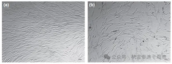 △圖a代表P3代,圖b代表P8代 △圖a代表P3代,圖b代表P8代