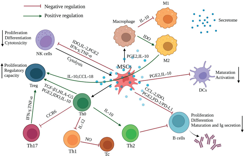 圖2：間充質干細胞充當免疫調節(jié)劑，影響其他免疫細胞的行為以產生更平衡的免疫反應