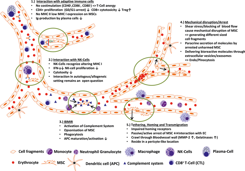 圖3：靜脈注射后間充質干細胞與組織微環(huán)境的相互作用