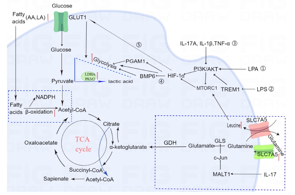 圖1:牛皮癬患者角質形成細胞的代謝途徑發生改變。 圖1:牛皮癬患者角質形成細胞的代謝途徑發生改變。