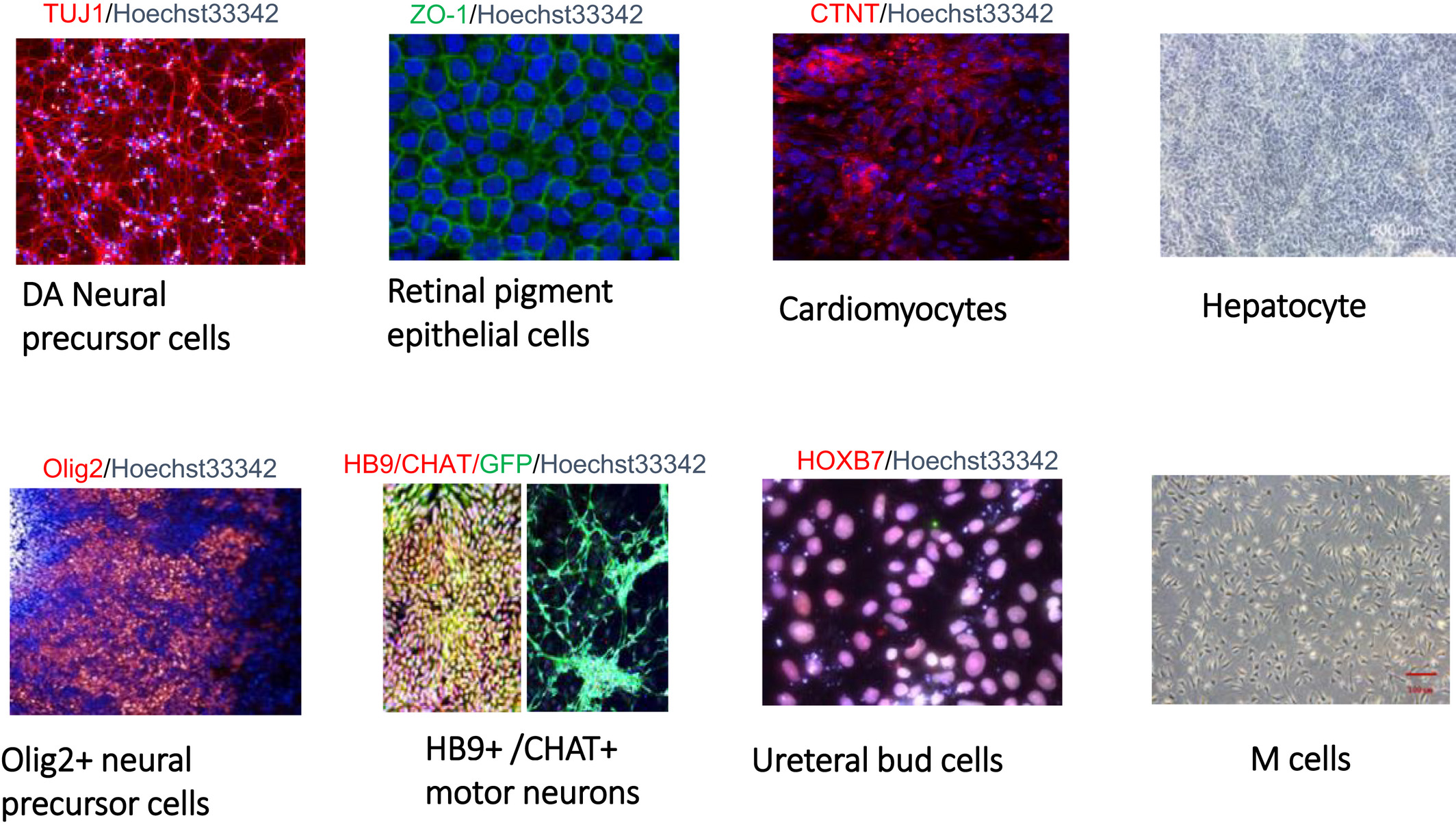 圖1:國家干細胞資源中心胚胎干細胞衍生功能細胞系的圖像。? 圖1:國家干細胞資源中心胚胎干細胞衍生功能細胞系的圖像。?