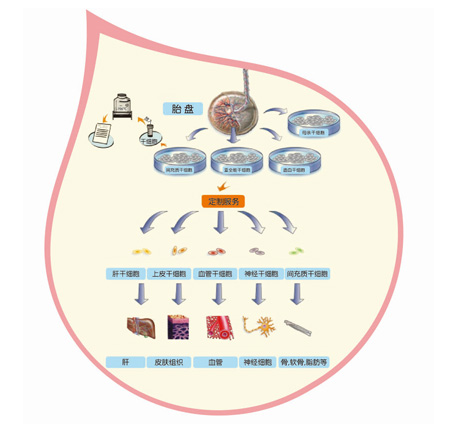 什么是胎盤干細胞：胎盤干細胞來源、臨床作用