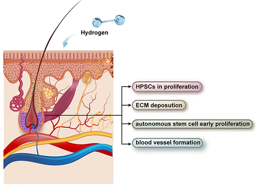 圖2：氫氣治療下的毛囊示意圖。