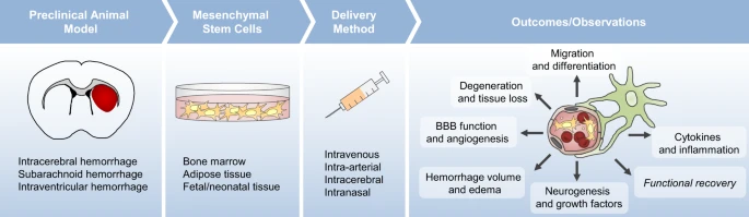間充質干細胞治療對出血性腦卒中患者來說既安全又可耐受