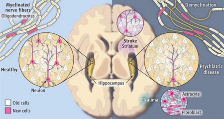 一生中產生的新腦細胞 一生中產生的新腦細胞
