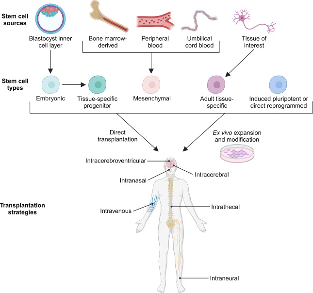 圖1:干細胞分類和治療應用的遞送策略。 圖1:干細胞分類和治療應用的遞送策略。