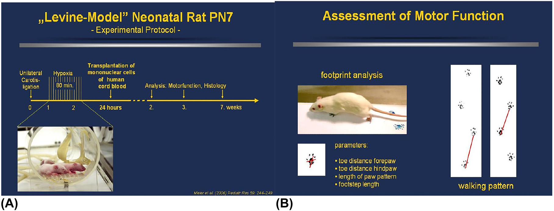 新生大鼠腦缺氧缺血萊文模型 新生大鼠腦缺氧缺血萊文模型