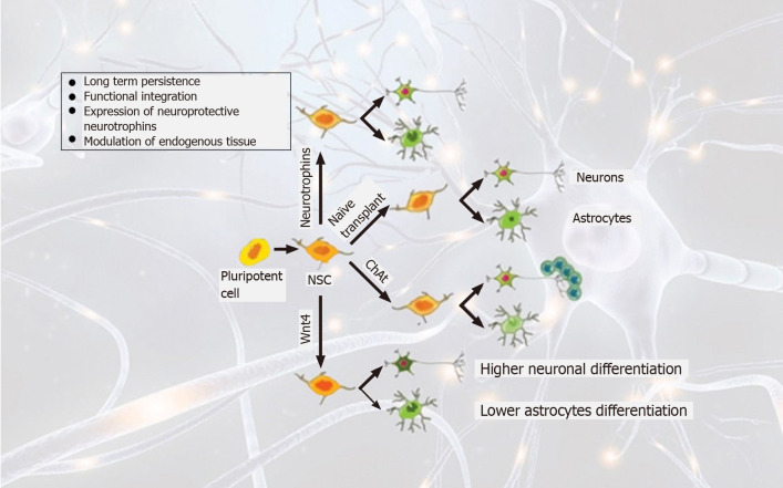 圖2：帕金森病中的干細(xì)胞譜系和移植策略概述。
