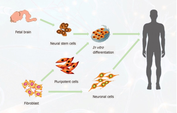 圖3：針對(duì)中風(fēng)患者的神經(jīng)干細(xì)胞可能來源示意圖。