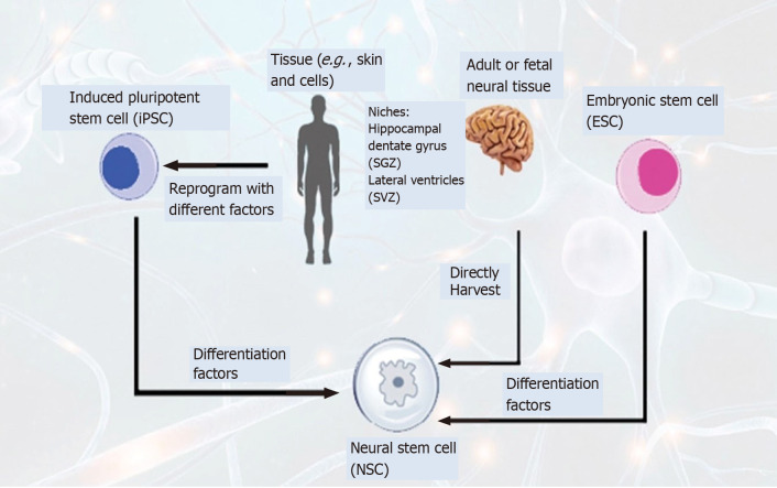圖4：通過不同方法生成神經(jīng)干細(xì)胞以治療神經(jīng)退行性疾病的示意圖。