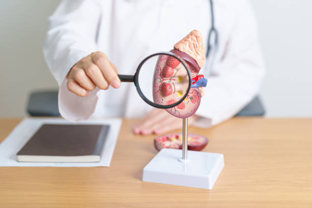 干細(xì)胞治療急性腎損傷中的應(yīng)用——當(dāng)前可用數(shù)據(jù)和未來展望 干細(xì)胞治療急性腎損傷中的應(yīng)用——當(dāng)前可用數(shù)據(jù)和未來展望