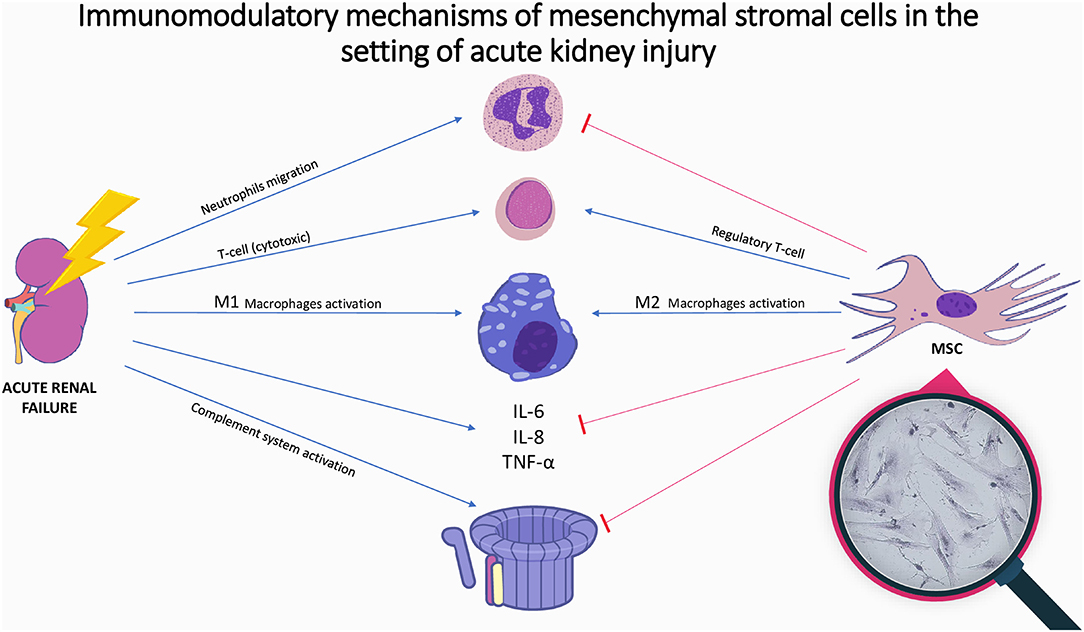 圖1:間充質(zhì)基質(zhì)細(xì)胞在急性腎損傷中的免疫調(diào)節(jié)機(jī)制。 圖1:間充質(zhì)基質(zhì)細(xì)胞在急性腎損傷中的免疫調(diào)節(jié)機(jī)制。
