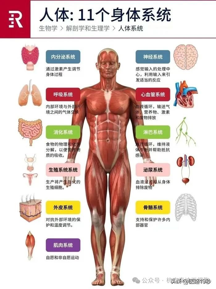 人體:11個身體系統(tǒng) 人體:11個身體系統(tǒng)