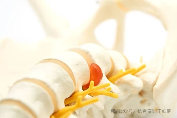 干細(xì)胞療法與骨骼系統(tǒng) 干細(xì)胞療法與骨骼系統(tǒng)